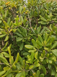 茂密翠绿的植物叶片