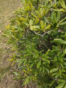 绿叶繁茂的灌木丛