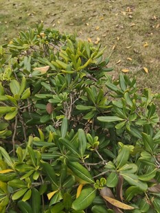 绿叶繁茂的低矮植物