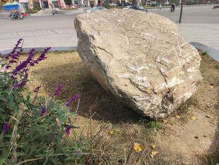 户外巨石旁的多彩花卉