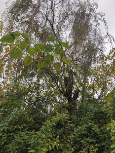 枝叶繁茂的树木景观