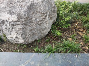 户外大石旁的绿植景观