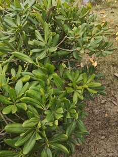 绿叶繁茂的灌木丛