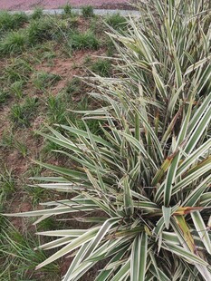 银边龙舌兰植物特写