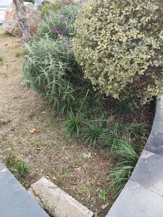 户外绿植景观一角