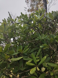 绿叶繁花的繁茂植物景观