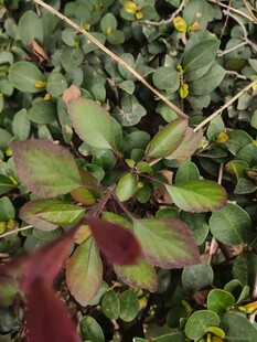 多彩叶片植物特写