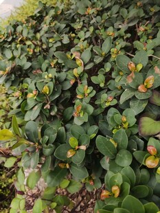 翠绿繁茂的多肉植物景观