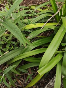 翠绿细长叶片的丛生植物