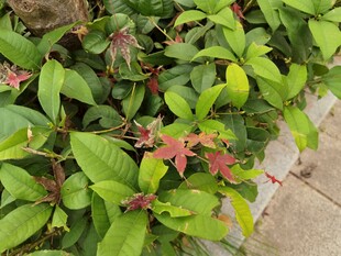 绿叶间的红嫩植物