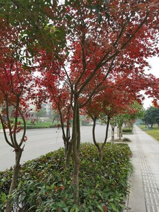 秋日红枫小道美景