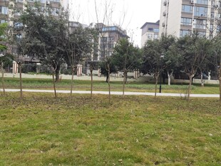 城市公园绿地景观