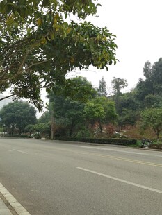 宽阔道路旁绿树成荫