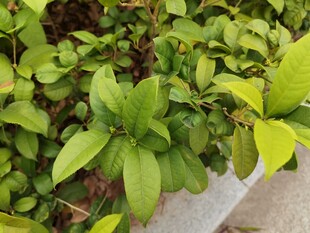 翠绿繁茂的丛生植物