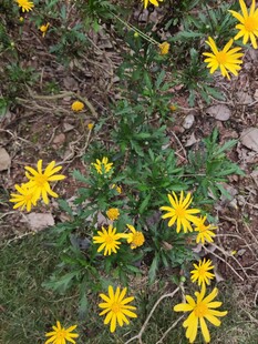 黄色小花绽放于地面