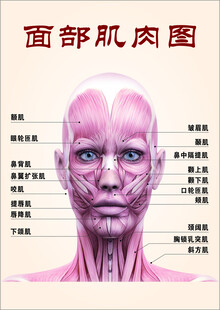 面部肌肉图