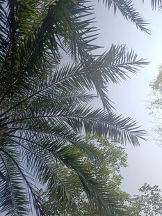 仰视下的繁茂棕榈树