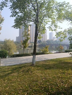 城市公园中的绿树与草地