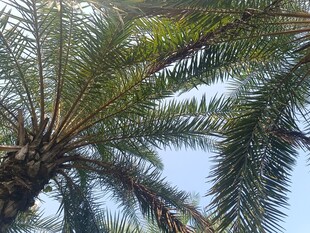 棕榈树枝叶特写