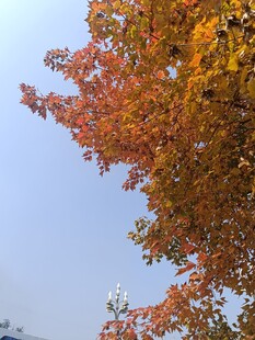 秋日绚烂树叶映蓝天