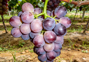 紫葡萄挂于枝头