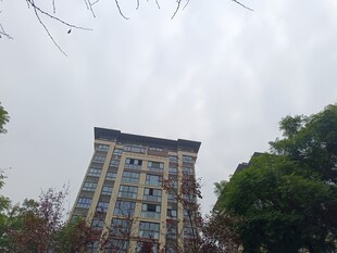 高楼矗立在绿树环绕间