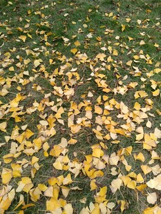 秋日落叶铺满地面的美景