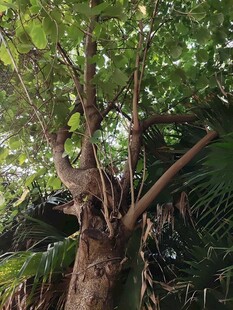 粗壮树干与繁茂枝叶