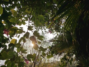 阳光洒落的繁茂绿植世界