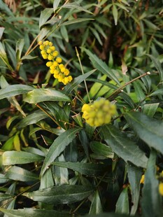 金黄小花绽放绿植间