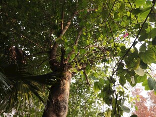 仰视繁茂大树的翠绿树冠