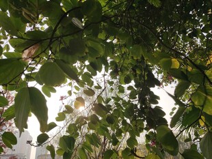 枝叶繁茂的绿意景象