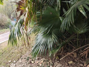 路边的热带植物景观