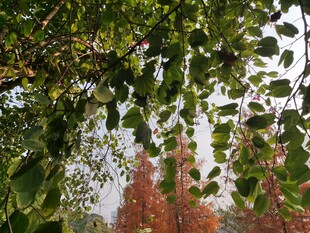 绿叶红树相映成趣