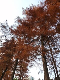 秋日红杉林美景