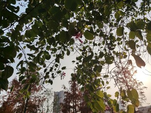 阳光下的繁茂树叶