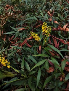 绿叶间的黄色小花绽放