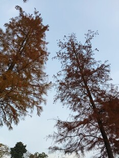 秋日高耸树木蓝天景致