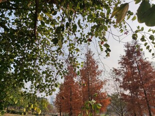 秋日红树与枝叶景观