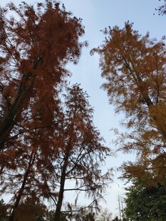 秋日金黄树林美景