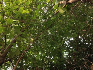 仰视繁茂绿树树冠