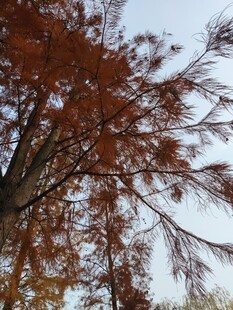 秋日红杉树枝叶特写