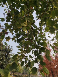 绿叶繁茂的树木景观