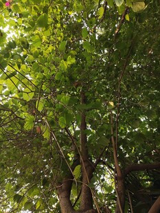 阳光洒落茂密绿荫树冠