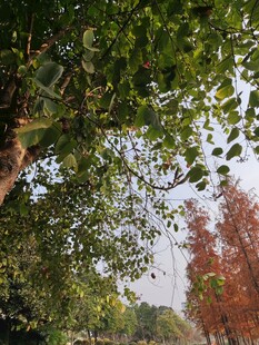 绿树红枫交映的自然景致