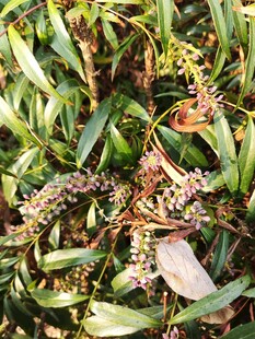 绿叶间的植物花朵特写