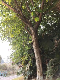 林间小道旁的葱郁树木