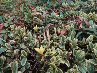 多彩叶片植物景观