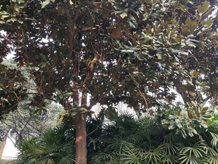 高大树木与繁茂绿植景观