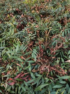 多彩植物叶片特写